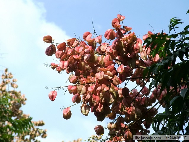 （心情隨筆）秋天的訊息：台灣欒樹