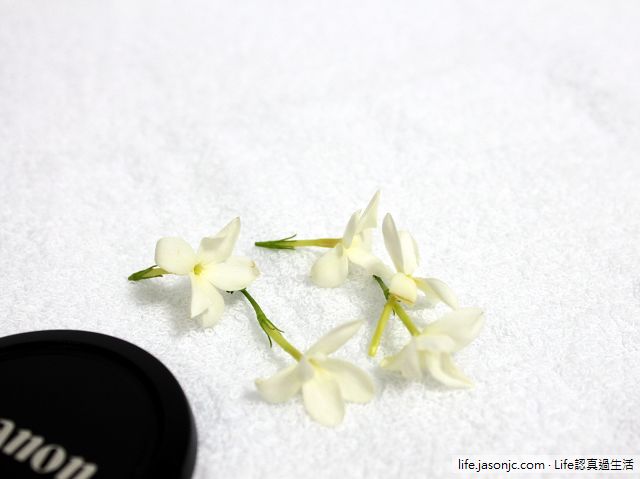 （香花植物）三重四月雪：秀英花（素馨花），淡水河岸的雪白花海（浪漫）