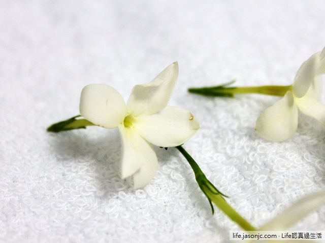 （香花植物）三重四月雪：秀英花（素馨花），淡水河岸的雪白花海（浪漫）
