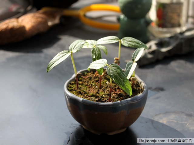 （植物）綠豆生長過程：國小四年級自然課植物觀察紀錄