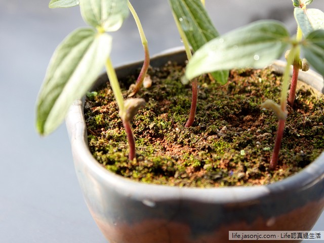 （植物）綠豆生長過程：國小四年級自然課植物觀察紀錄
