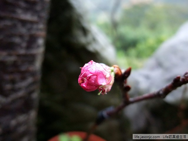 山櫻花和楓葉@三峽花岩山林