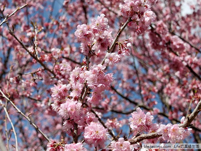 （台中和平）武陵農場特有櫻花品種：紅粉佳人@台中武陵農場
