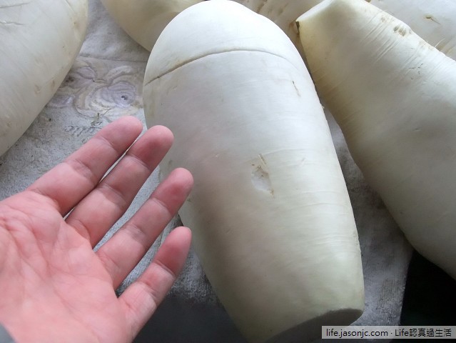 （菜脯）自製蘿蔔乾做法：阿爸阿母的巧手魔法