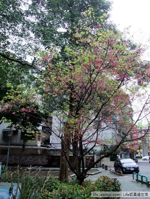 綿綿細雨過後，綠葉環繞的緋寒櫻（山櫻花）