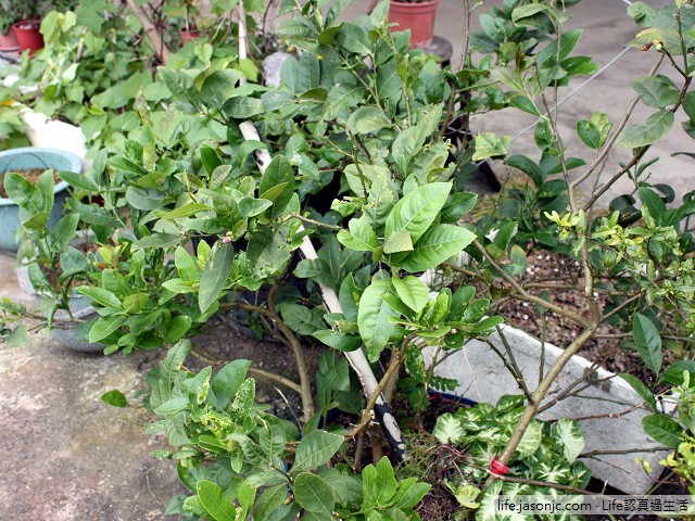 （種水果）香水檸檬種植 in 2012