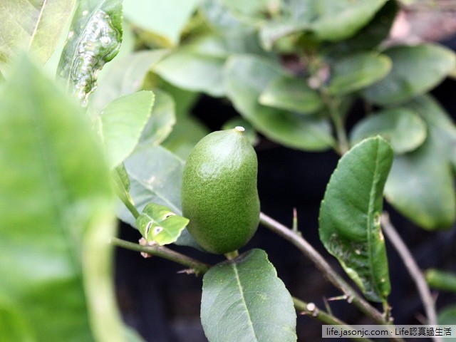 （種水果）香水檸檬種植 in 2012