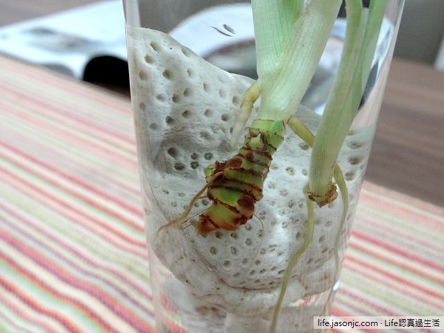 （耐陰植物）合果芋水耕繁殖，能淨化室內空氣的觀葉植物（賞心悅目）