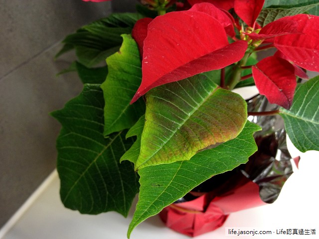 （聖誕裝飾）用聖誕紅盆栽裝點繽紛聖誕節