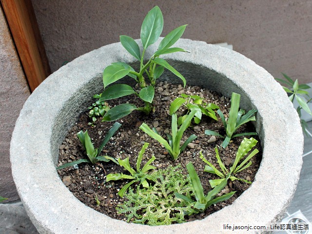 （綠色植物）鳳梨、山蘇、薜荔、合果芋，凈化空氣、療癒人心（讚）