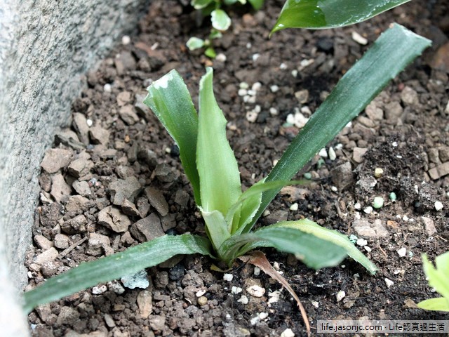 （綠色植物）鳳梨、山蘇、薜荔、合果芋，凈化空氣、療癒人心（讚）