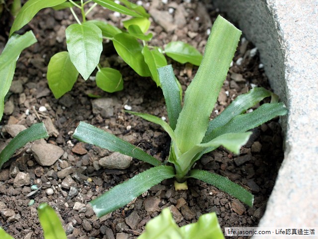 （綠色植物）鳳梨、山蘇、薜荔、合果芋，凈化空氣、療癒人心（讚）