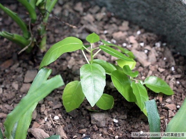 （綠色植物）鳳梨、山蘇、薜荔、合果芋，凈化空氣、療癒人心（讚）