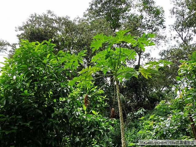 咖啡樹、香蕉樹、木瓜樹@三峽老家