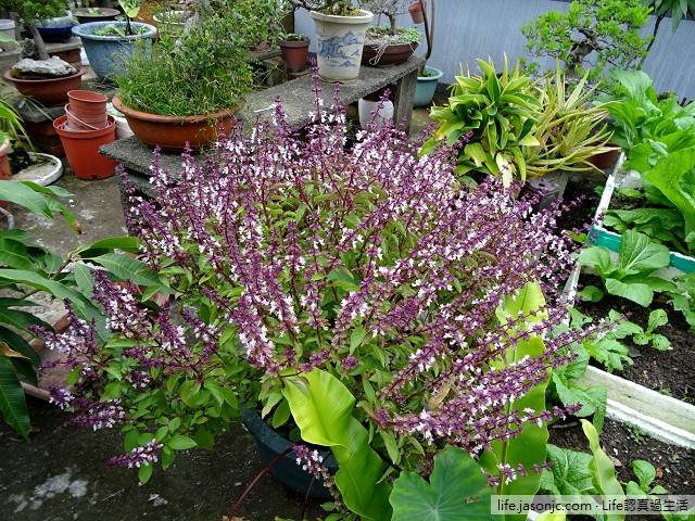 自己種菜：紫莖九層塔