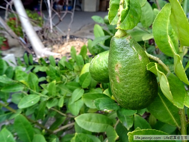 （種水果）香水檸檬種植 in 2015