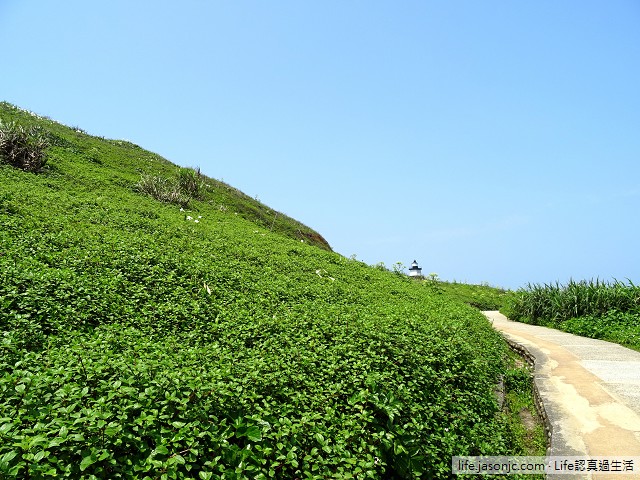 （北海岸景點）台灣百合：萬綠叢中的清新高雅@富貴角公園
