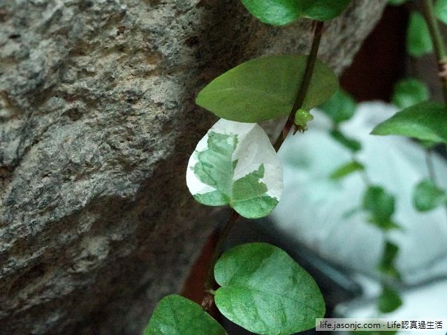 （耐陰植物）白色斑塊的斑葉薜荔（雪荔），利用氣根攀爬的爬牆高手