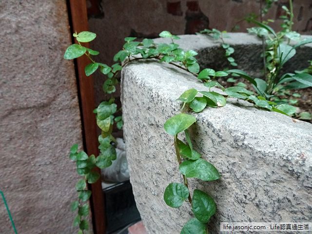 （耐陰植物）白色斑塊的斑葉薜荔（雪荔），利用氣根攀爬的爬牆高手