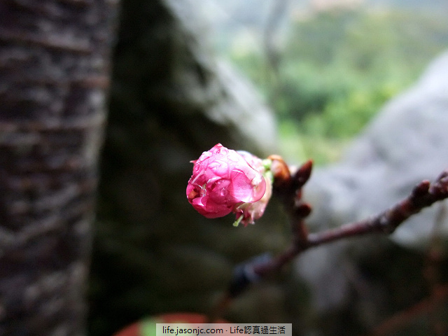 山櫻花和楓葉@三峽花岩山林