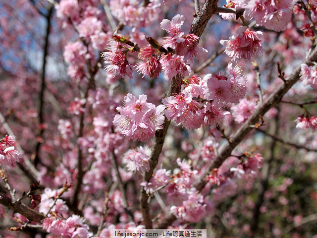（台中和平）武陵農場特有櫻花品種：紅粉佳人@台中武陵農場