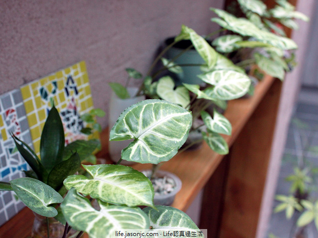 （綠色植物）鳳梨、山蘇、薜荔、合果芋，凈化空氣、療癒人心（讚）