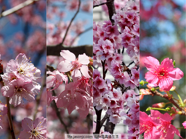 （目錄）櫻花花期，來自春天的粉嫩消息